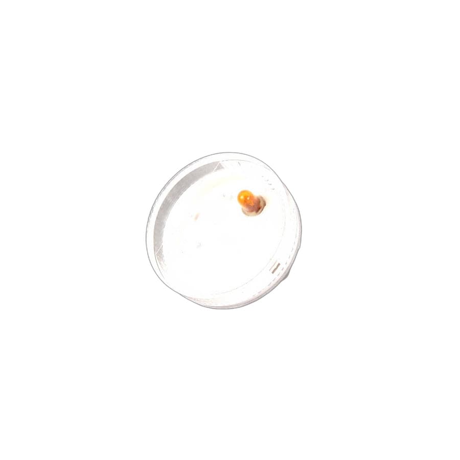 Genuine BMW 63137165734 E85 E86 Additional Turn Indicator Lamp, White (Inc. Z4) | ML Performance UK Car Parts